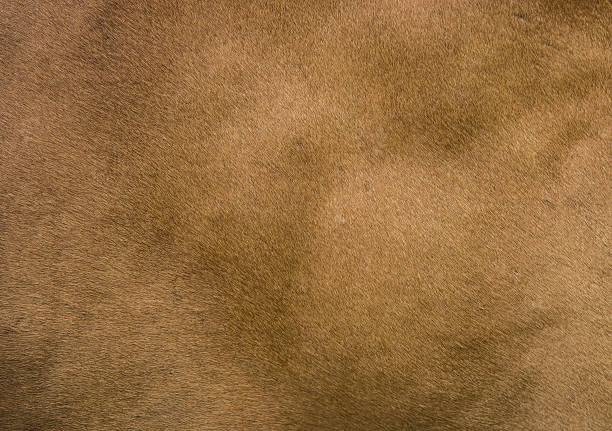istock Texture of cow's skin. 613541746