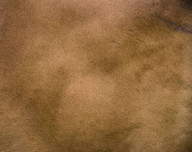 istock Texture of cow's skin. 613541862