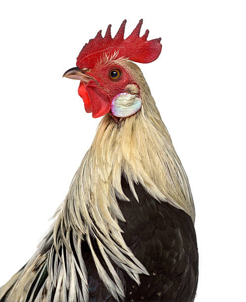 istock Close-up of a Phoenix chicken looking away isolated on white 613541996