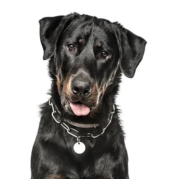 Close-up of Beauceron panting, 16 months old, isolated on white