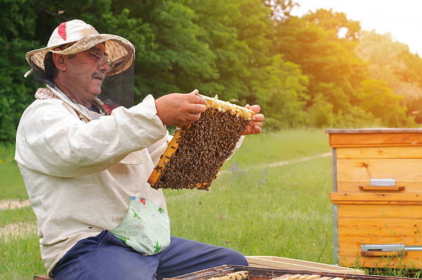 istock Beekeeper holding frame of honeycomb with bees 613542858