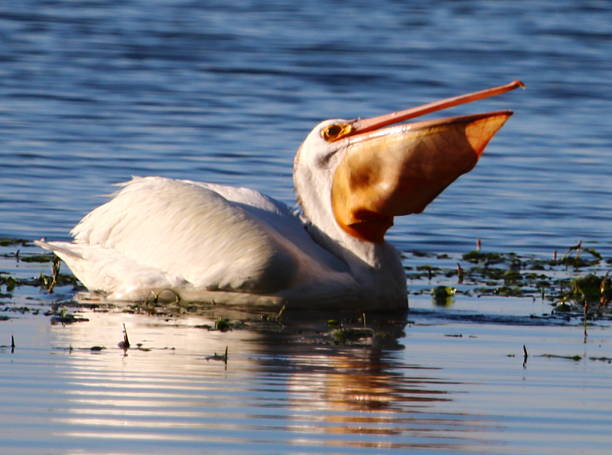 istock American White Pelican with Fish in its Beak 613542920