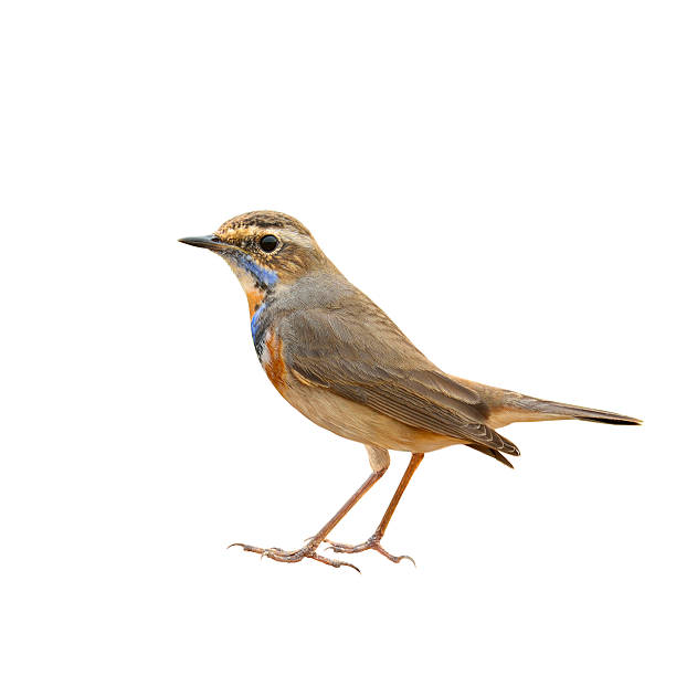istock Bluethroat (Luscinia svecica) beautiful bworn bird with blue and 613543446