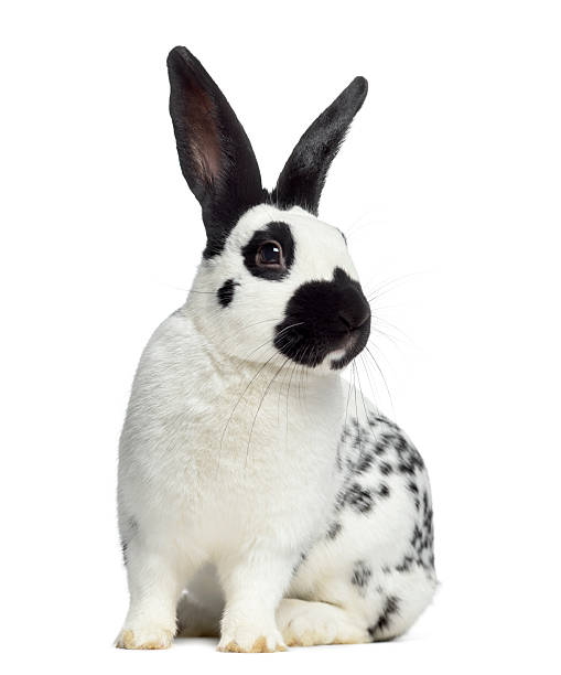 istock Front view of Checkered rabbit isolated on white 613543450