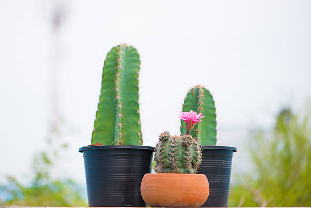 istock Closed up cactus and flower in pot 613543476