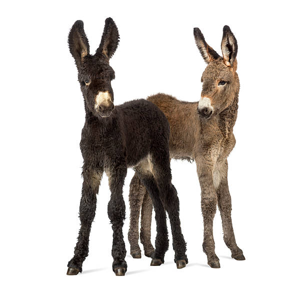 istock Two donkeys foal, baudet du poitoux isolated on white 613543892