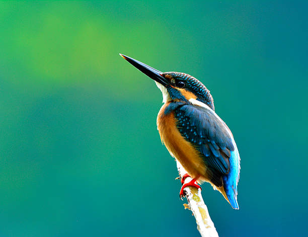 Common kingfisher (Alcedo atthis) a beautiful blue bird showing Common kingfisher (Alcedo atthis) a beautiful blue bird showing its back feathers perching on the branch over pastel blur green and blue background, amazing nature kingfisher stock pictures, royalty-free photos & images