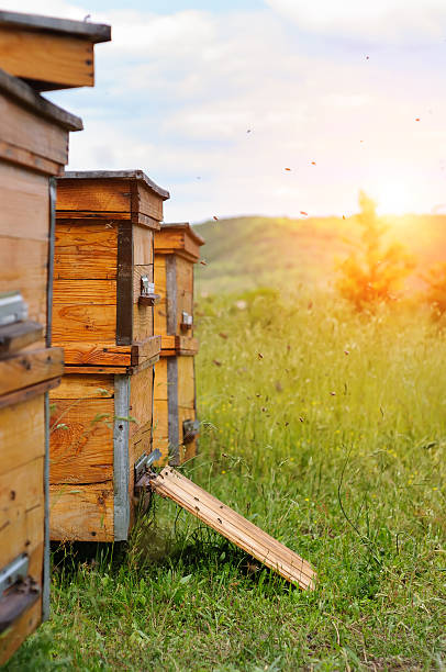 istock Hives of bees in the apiary 613543966