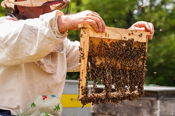 istock Beekeeper holding frame of honeycomb with bees 613544138