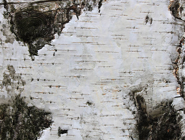 istock birch bark texture natural background paper close-up 613544734