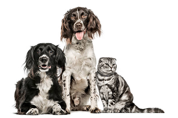 istock Group of two dogs and a Scottish Fold 613544952