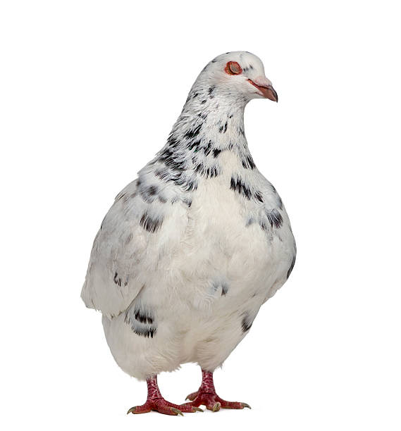 istock Side view of a Texan pigeon isolated on white 613545166