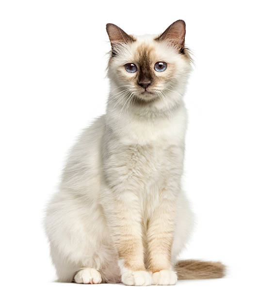 istock Front view of a Birman cat sitting isolated on white 613546852