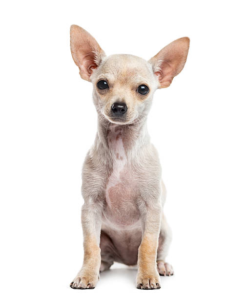 istock Chihuahua puppy, 3 months old, isolated on white 613547268