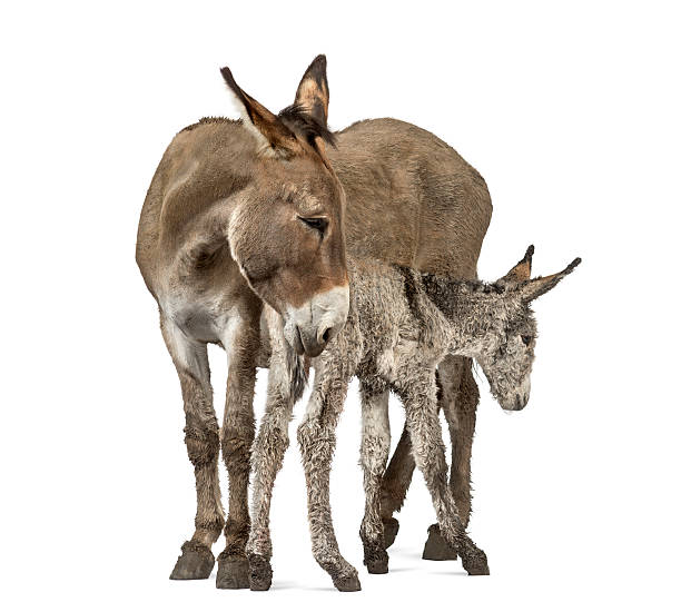 istock Mother provence donkey and her foal isolated on white 613547338