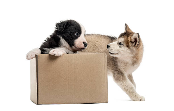 Crossbreed and malamute puppies with a box isolated on white Side view of crossbreed and malamute puppies playing with a box isolated on white box of puppies stock pictures, royalty-free photos & images