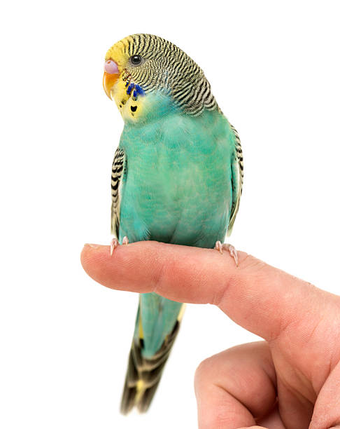 istock Budgerigar parakeet perched on a finger isolated on white 613547638