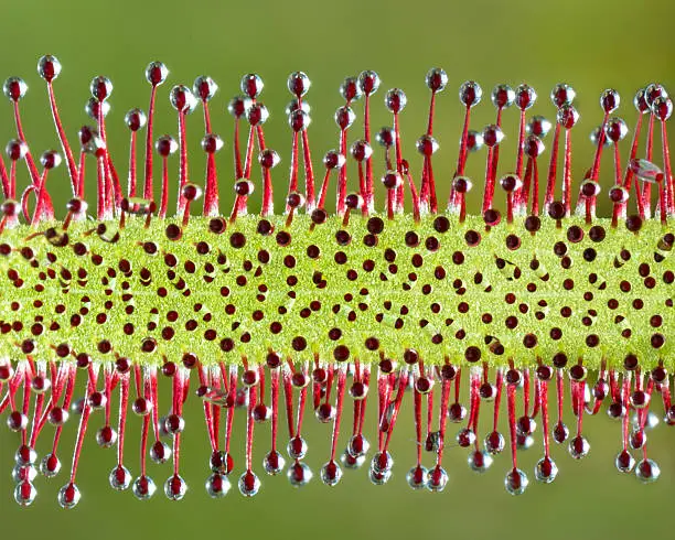 Extreme Closeup Macro of a Sundew Plant