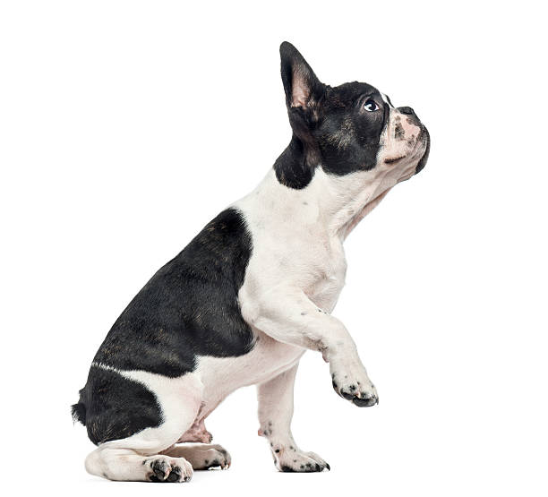 istock French Bulldog puppy, 4 months old, isolated on white 613548192