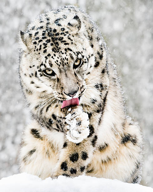 雪の嵐の中のユキヒョウiv - snow leopard leopard animal snow ストックフォトと画像