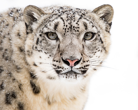 Frontal Portrait of Snow Leopard Against a White Background