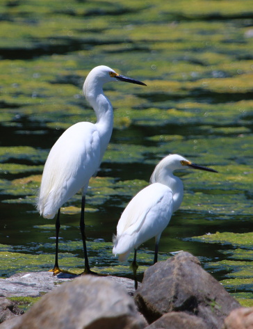 Snowy Egrets abound at City Park in the summertime.