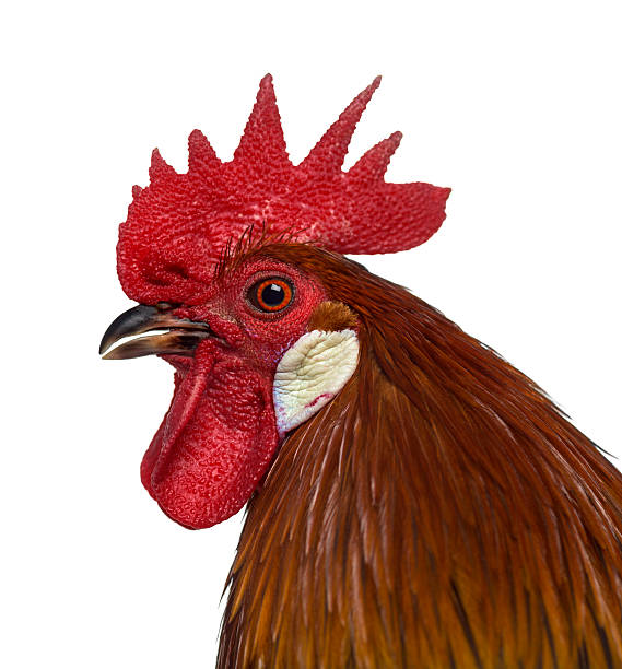 istock close-up of a Belgian rooster isolated on white 613549218