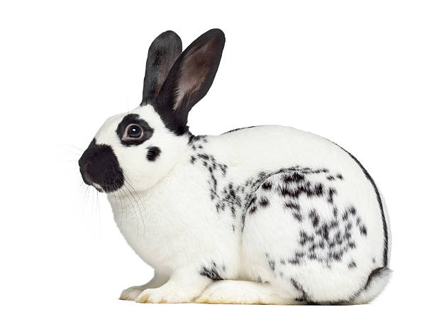 istock Side view of Checkered rabbit isolated on white 613549302