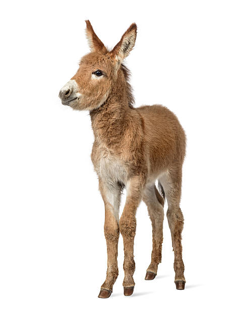 istock Provence donkey foal isolated on white 613549628
