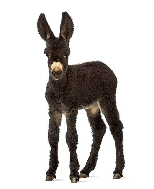 istock Donkey foal, baudet du poitoux isolated on white 613549740