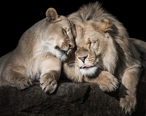 Frontal Portrait of Two Lion Siblings Sleeping and Cuddling Together