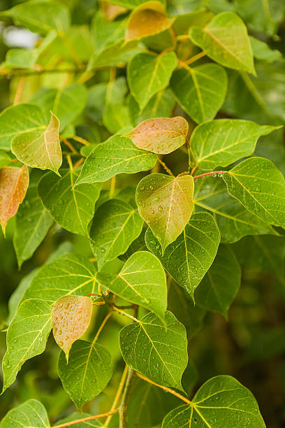 istock Raindrops on the green plant 613549888