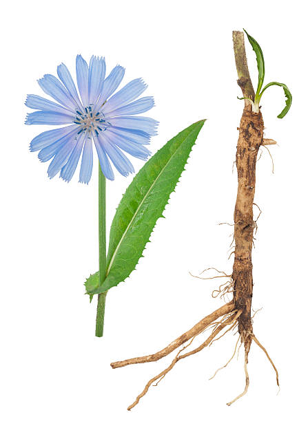 Medicinal plant: Chicory Medicinal plant: Chicory chicory stock pictures, royalty-free photos & images