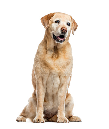 old Labrador Retriever, 11 years old, sitting and looking away from camera, isolated on white