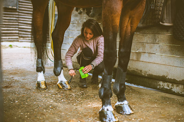 istock Cleaning horse shoes 613551332