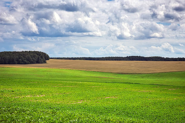 istock Beautiful summer landscape with green field and cloudy sky 613551432