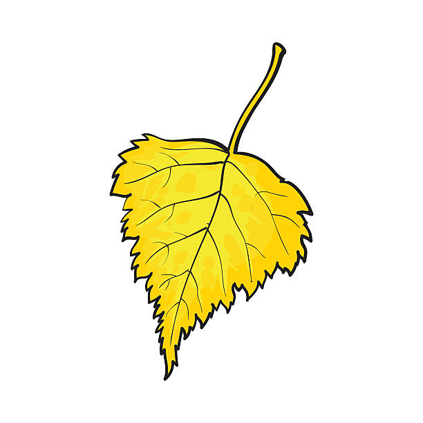 illustrations, cliparts, dessins animés et icônes de beau bouleau d’automne de couleur jaune laissé isolé sur fond blanc - yellow background square macro rough