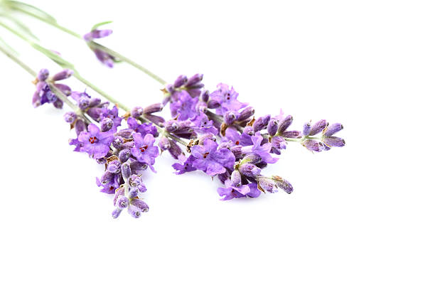 istock Lavender flowers isolated. 613554104