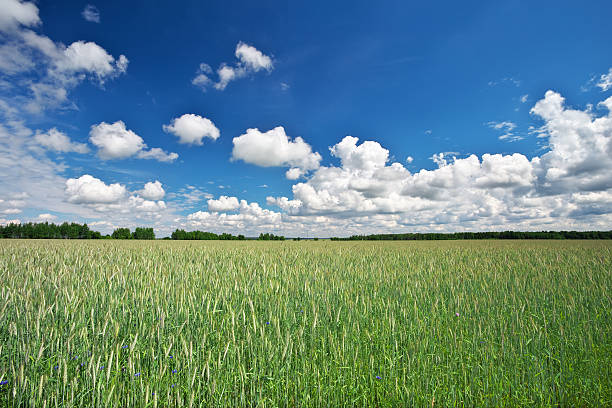 istock Landscape with field of rye and blue sky with clouds. 613554494