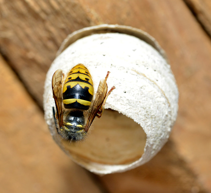Asingle Queen wasp building a nest in the roof of a garden shed,