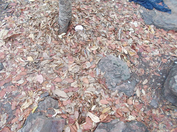 Full of dried leaves.