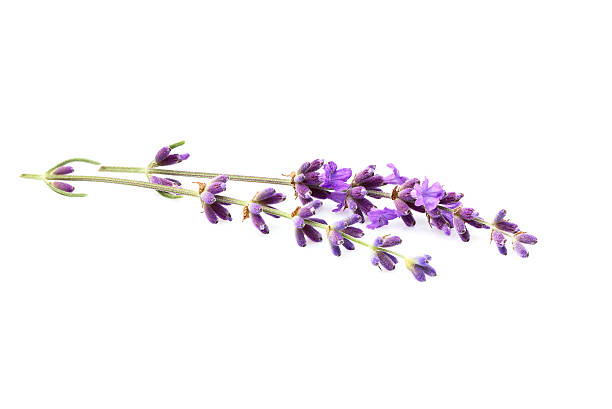 istock Lavender flowers isolated. 613555402