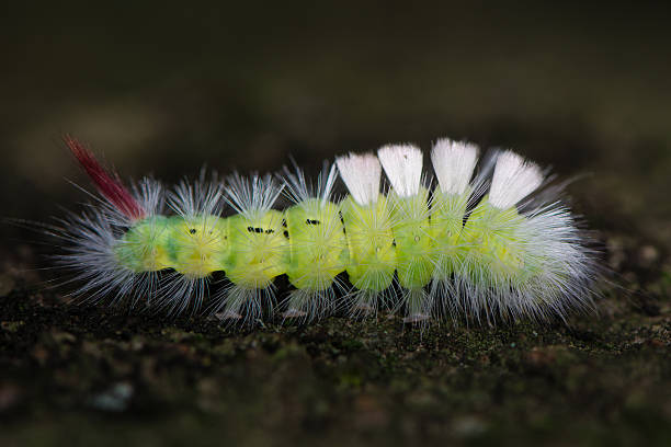 pale tussock moth (calliteara pudibunda) caterpillar on bark - rups van de meriansborstel stockfoto's en -beelden