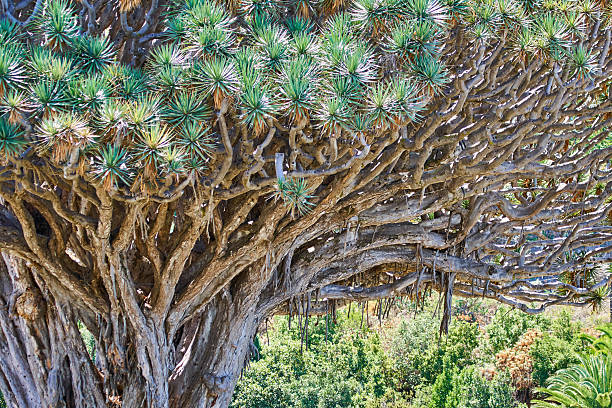 Drago milenario in Tenerife, giant Dracaena in Canary Islands.
