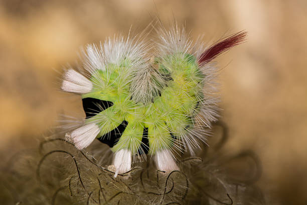 pale tussock moth (calliteara pudibunda) caterpillar curled up - rups van de meriansborstel stockfoto's en -beelden