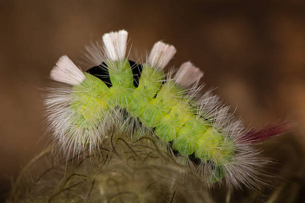 pale tussock moth (calliteara pudibunda) caterpillar - rups van de meriansborstel stockfoto's en -beelden
