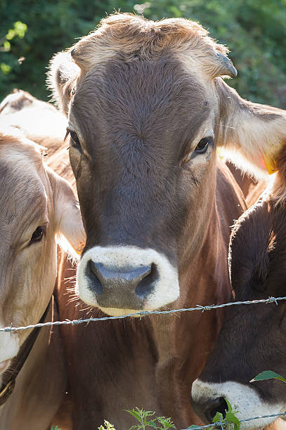 istock Cow portrait in sunny day 613556328