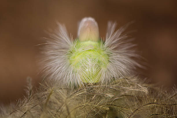 pale tussock moth (calliteara pudibunda) caterpillar head on - rups van de meriansborstel stockfoto's en -beelden