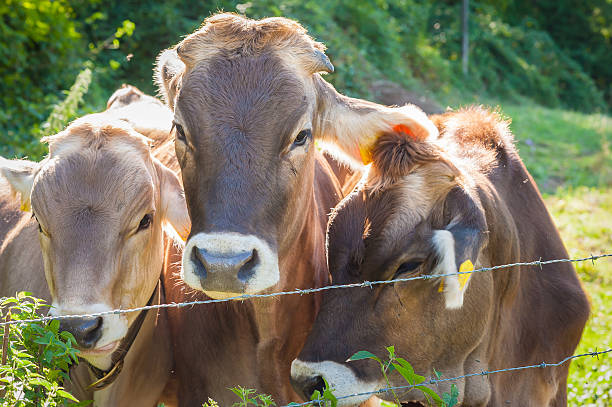istock Cow portrait in sunny day 613556678