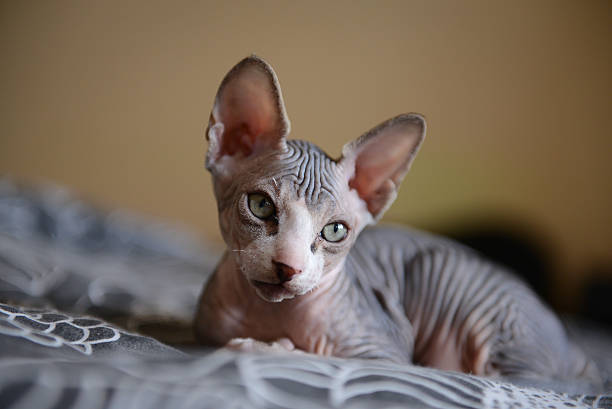 istock Sphinx cat lying with his brothers 613557050